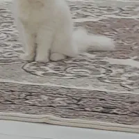 گربه تربیت شده|گربه|تربت جام, مطهری|دیوار