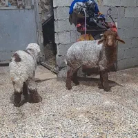 بره نر وماده