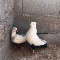 جفت دمبی درجه یک|پرنده|شوشتر, |دیوار
