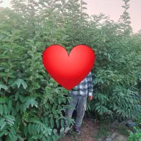 نهال سیاه ریشه گلدونی|خدمات باغبانی و درختکاری|علی‌آباد کتول, |دیوار
