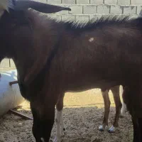 کهره نر چاق و در خونه|حیوانات مزرعه|خورموج, |دیوار
