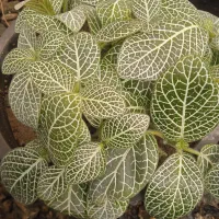 فروش گیاه خانگی گل۸۰