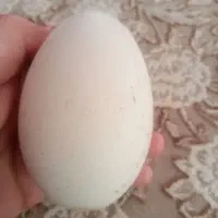 تخم غاز