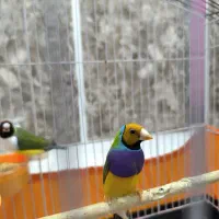 فنچ گلدین