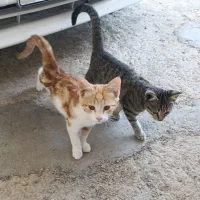 بچه گربه