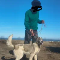 واگذاری یک قلاده سرابی ۵ ماهه