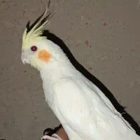 عروس هلندی سخنگو