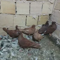 کفتر پنج عدد سرخ و زرد کرمونی قلدور همه چیز تموم|پرنده|تربت‌حیدریه, رضاشهر|دیوار