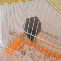 مینا نره|پرنده|قم, شهرک امام حسن|دیوار