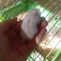 بچه همستر|موش و خرگوش|قزوین, |دیوار