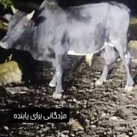 ورزا گمشده در حوالی پارک جنگلی قلعه رودخانی