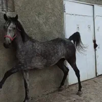 مادیان وکره کرد مدارک دار آبستن