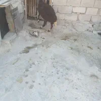 بره نر غزل ۳۰کیلو