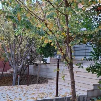 باغ ویلا اجاره ای روزانه مهریز