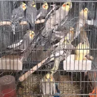 عروس هلندی نر سخنگو و سرلاکی