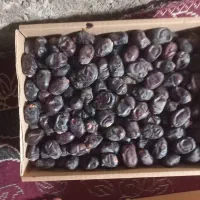 نیرو خانم