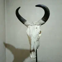 سردیس گاو هندی