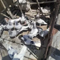 باسلام عشق بازان فروش کفتر زدخوردی