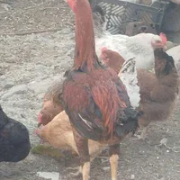 خروس لاری اوشامو|حیوانات مزرعه|سبزوار, قصبه شرقی|دیوار