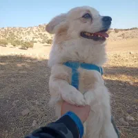 سگ پا کوتاه اشپیتز