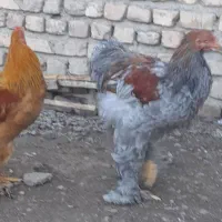مرغ و خروس برهما و نیمچه مرغ محلی