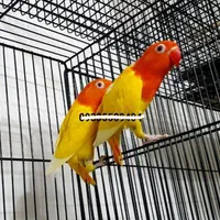 مولدکوتوله عروس قناری گرینچیک ملنگوراهب جوجه جفت|پرنده|تهران, جردن|دیوار