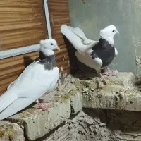 طوقی|پرنده|مهریز, |دیوار