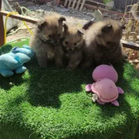 توله پکنیز نر و ماده|سگ|فردیس, قریشی|دیوار