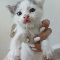 واگذاری بچه گربه ناز و آروم