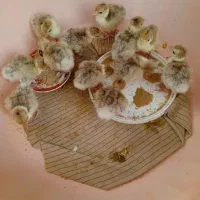 جوجه بوقلمون بوربون آلمانی|حیوانات مزرعه|سیلاخور, |دیوار