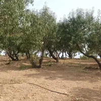 فروش زمین کشاورزی وسیع با امتیاز آب فشار بالا