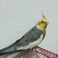 حراج حراج پرنده دستی وسخنگو ۷۰۰