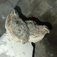 بلدرچین نر آماده کشتاری