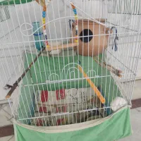 مرغ عشق