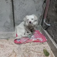 یک سگ فروشی پاکوتا