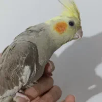 عروس هلندی|پرنده|عباسآباد, |دیوار