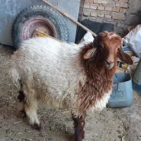 گوسفند نر