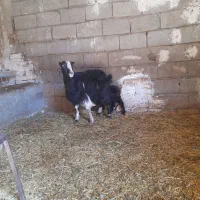 بز بزغاله جوان شیری