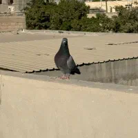 کفتر|پرنده|بندرعباس, |دیوار