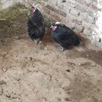 با سلام فروش فوری دو عدد خروس تزیینی زیبا