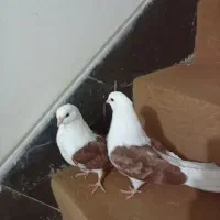 زاغ دوکت|پرنده|مبارکه, |دیوار