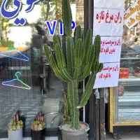 کاکتوس افوربیا خاص سرحال