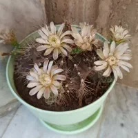 کاکتوس