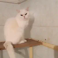 گربه نژاد دار بالغ