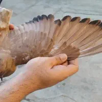 جوجه پرتقالی یاطلایی