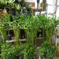 بامبو پیچ ۹۰ سانتی جوانه‌دار
