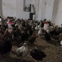 جوجه مرغ 65روزه گلپایگانی