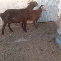 یک میش زائیده برنر درشت