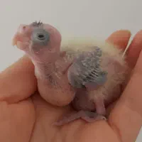 جوجه ۱۲ روزه عروس هلندی