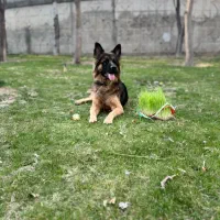 سگ نگهبان و گارد